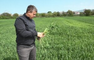 Na polju u Tukovima zasijana pšenica