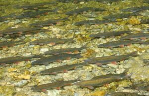 Rijedak prirodni fenomen u pritokama Sane praznik za oči