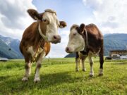 Neko duplo, neko ništa: Za poticaje poljoprivredi dato 381 milion KM u tri godine, a proizvodnje stoje ili su pale