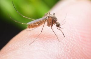 Informacija o sistematskoj dezinsekciji komaraca na području Grada Prijedora