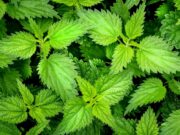 Kopriva odlično djeluje na biljke
