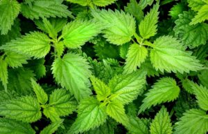 Kopriva odlično djeluje na biljke
