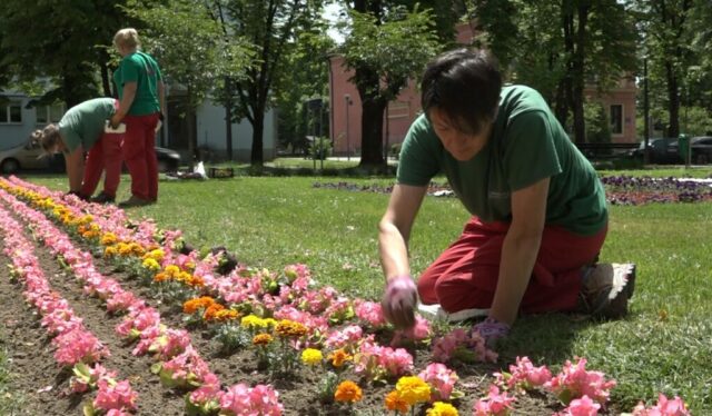 radnice-komunalnog-rasadjuju-cvijece-1024x599
