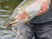 Zbog loših uslova pomjeren Varaličarski kup grada Prijedora