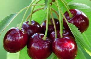 Paprene cijene voća u BiH: Borovnice vrtoglavih 50 KM, trešnje preko 20