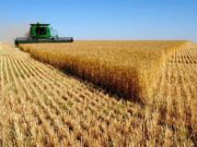 Minić: Za sedam dana žetva u punom jeku