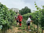 Kruhari kod Sanskog Mosta: Očekuje se rekordan rod grožđa