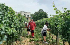 Kruhari kod Sanskog Mosta: Očekuje se rekordan rod grožđa