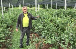 Borovnice kao biznis ali i zanimacija