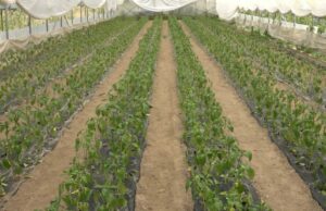 Prijedor: Plastenička proizvodnja je sve zastupljenija zbog klime