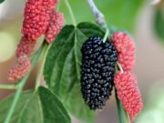 Dud – zaboravljeno, a tako ukusno i svestrano voće