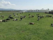 Pokvarena hrana i otpad sa farmi lako se pretvore u električnu energiju