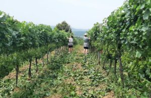 U toku zelena rezidba vinove loze u Sanskom Mostu