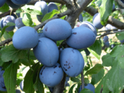 Šljiva podbacila za 80 posto