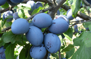 Šljiva podbacila za 80 posto