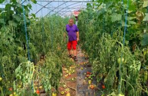 Sanjaninu neko uništio proizvode u plasteniku