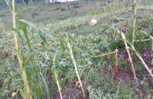 Olujno nevrijeme zahvatilo Dubicu, pričinjena šteta na usjevima i objektima