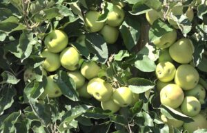 Prijedorski voćari: Navodnjavanje spašava voće i utiče na rod