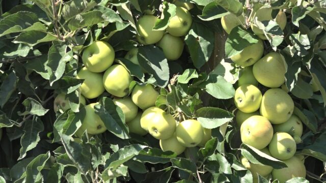 Vrucine-jabuka-1536x864