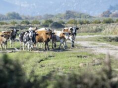 Sve slabiji otkup mlijeka u BiH, farme se zatvaraju