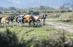 Krađom stoke pričinjena šteta u iznosu od 9.400 KM