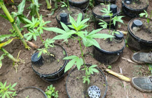 Dubica: Pronađen zasad indijske konoplje (FOTO)