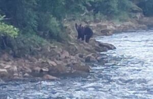 U kanjonima rijeke Sane viđeno nekoliko medvjeda