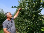 Pri kraju berba voća: Rod umanjen i do 40 odsto