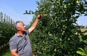 Pri kraju berba voća: Rod umanjen i do 40 odsto