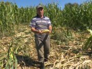 Suša prepolovila urod kukuruza i ojadila farmere