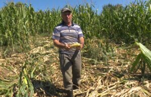 Suša prepolovila urod kukuruza i ojadila farmere