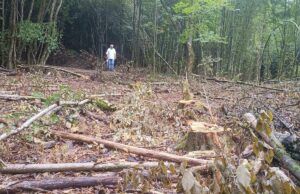 Sanski Most: Šumokradice pustoše šume, mještani ih zatekli na djelu