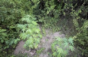 Pronađen zasad indijske konoplje, jedno lice uhapšeno