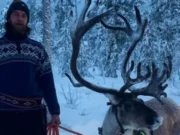 Amar je ljeti skiper na Uni, zimi čuva Irvase u Finskoj