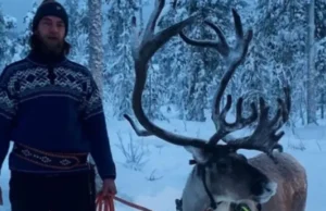 Amar je ljeti skiper na Uni, zimi čuva Irvase u Finskoj