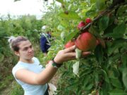 Visoka temperatura uticaće na kvalitet voća i povrća