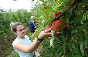 Visoka temperatura uticaće na kvalitet voća i povrća