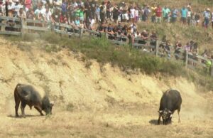 Grmečka korida koja je okupila veliki broj ljubitelja ove manifestacije