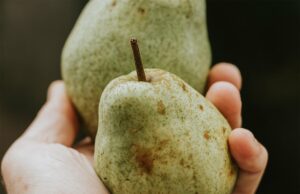 Suša utjecala na kvalitet voća na području Prijedora