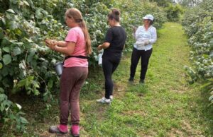 Malinari nisu zadovoljni berbom, problem predstavlja i nedostatak radne snage