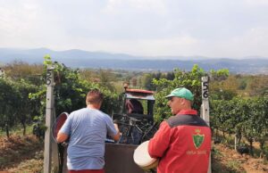 Sanjani započeli berbu grožđa