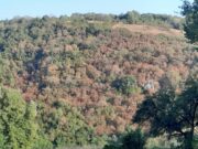 Biljni svijet je dehidrirao u nedostatku vlage u zemlji: Vrućine uzimaju danak, suše se cijeli šumski kompleksi