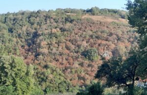 Biljni svijet je dehidrirao u nedostatku vlage u zemlji: Vrućine uzimaju danak, suše se cijeli šumski kompleksi