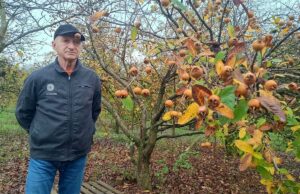 Otpornoj vrsti voća prijeti izumiranje