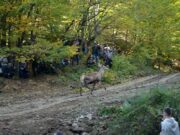 Evropski jeleni se vraćaju na Majevicu poslije 30 godina