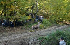 Evropski jeleni se vraćaju na Majevicu poslije 30 godina
