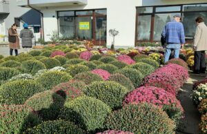 RAZNOBOJNE HRIZANTEME CVJEĆARKE HIDAJETE TERZIĆ