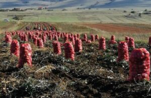 Na tržištu dostupan brendirani Glamočki krompir