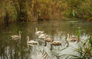 Na umjetnim sanskim jezerima nastanili se labudovi