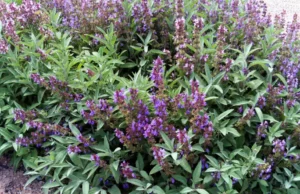 Kadulja: Prirodni lijek za zdravlje, poboljšanje probave i mentalne oštrine